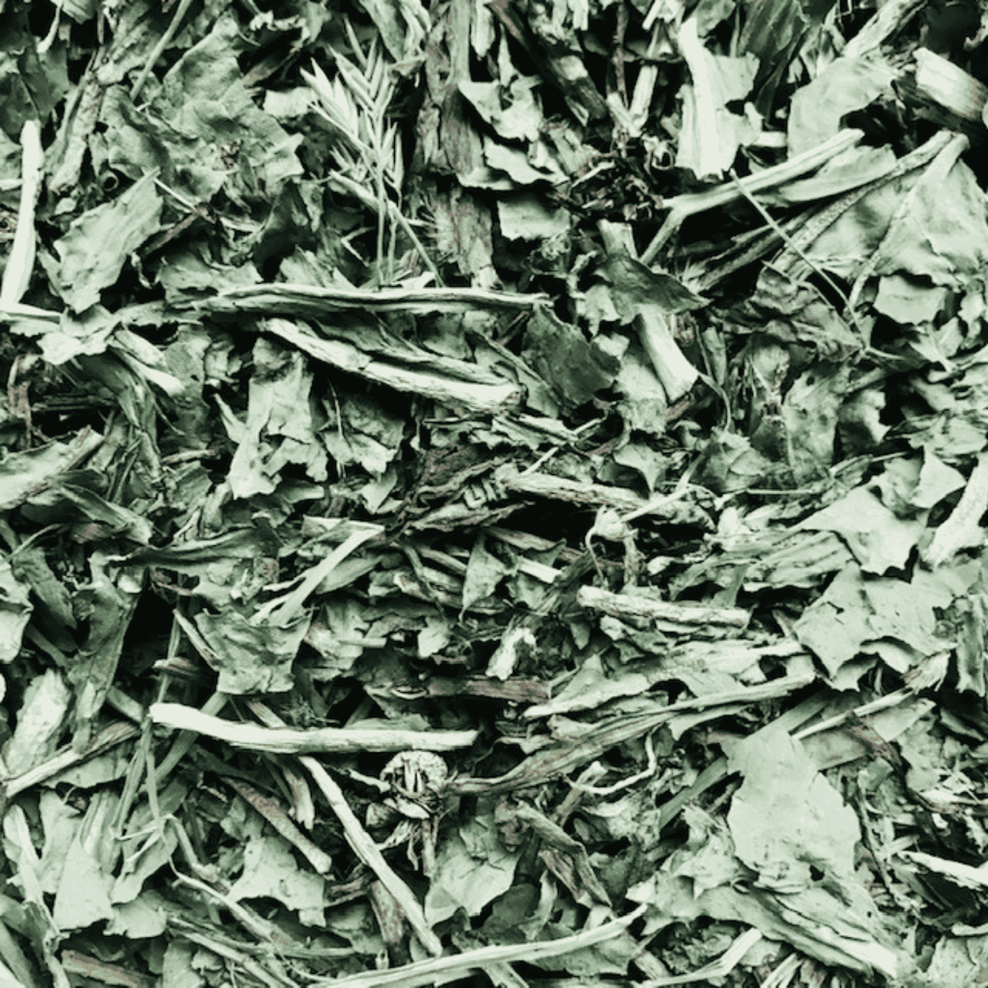Hamper Spring Time Dandelion Leaves