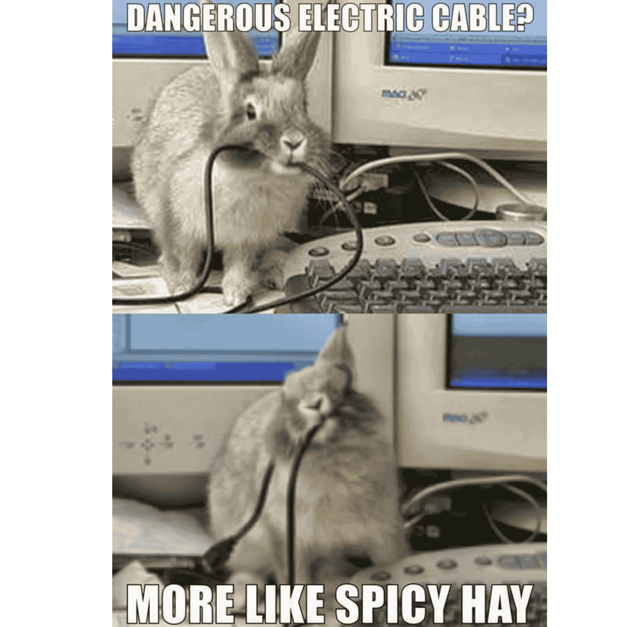 Spicy Hay mix for Rabbit
