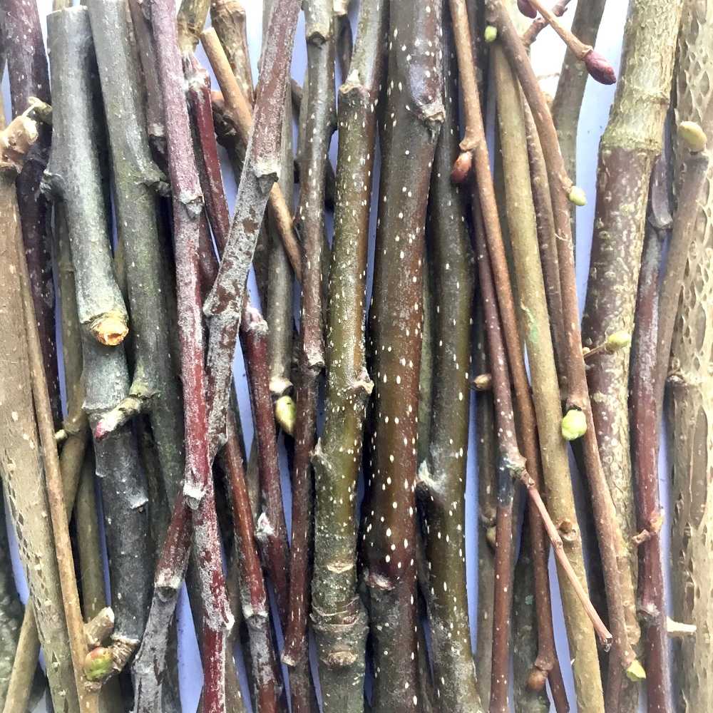 Apple & Hazel Twigs (Freshly Pruned) - Twigs & Burrows