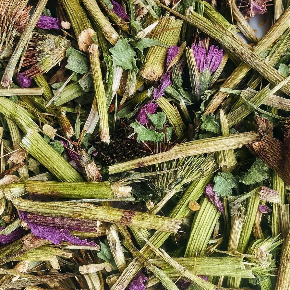 Echinacea - Twigs & Burrows