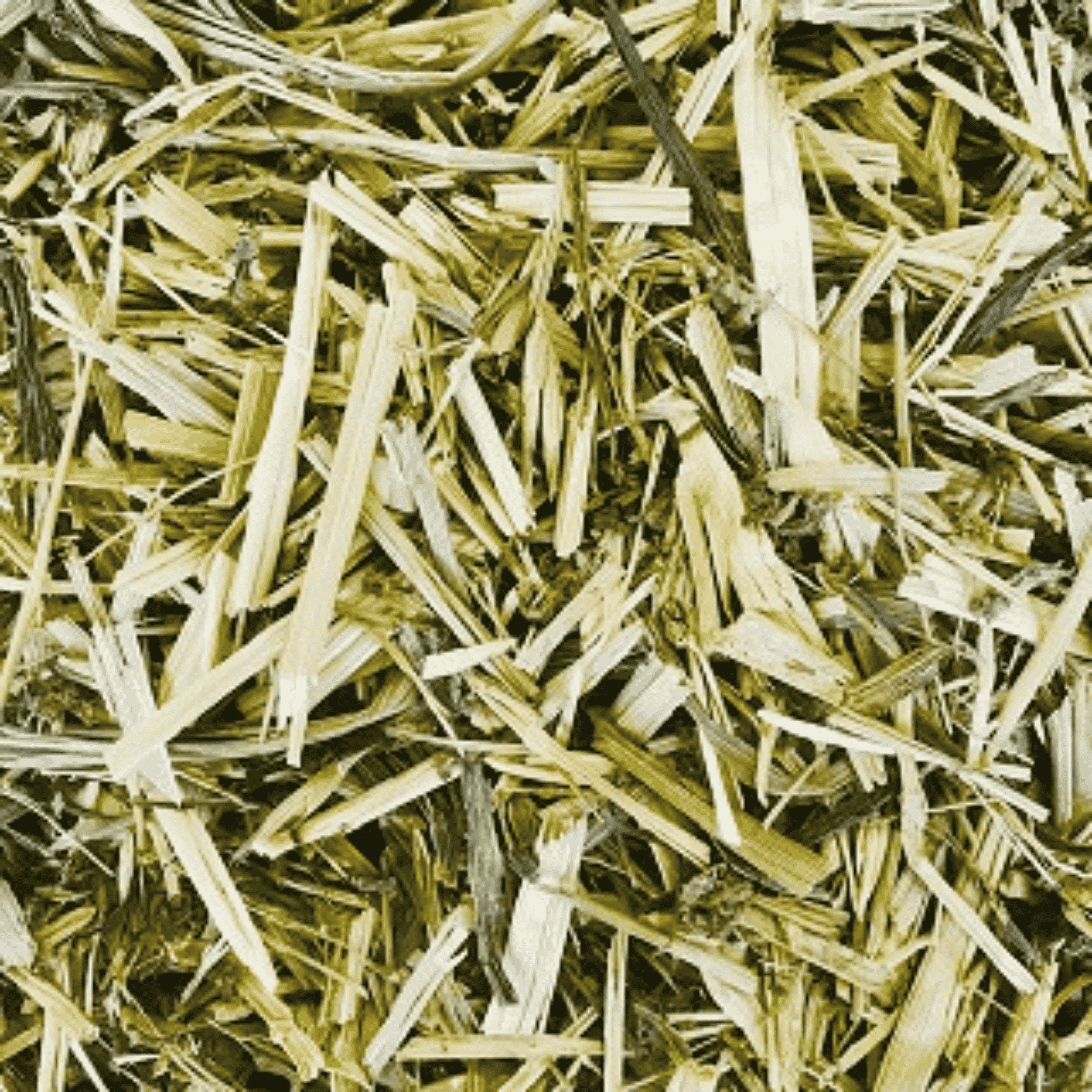 Green Oat Hay - Twigs & Burrows