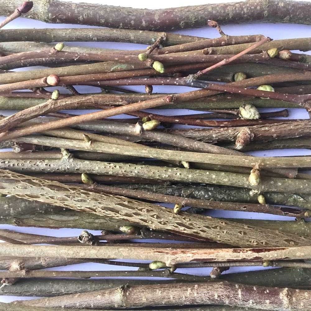 Hazel Twigs (Freshly Pruned) - Twigs & Burrows