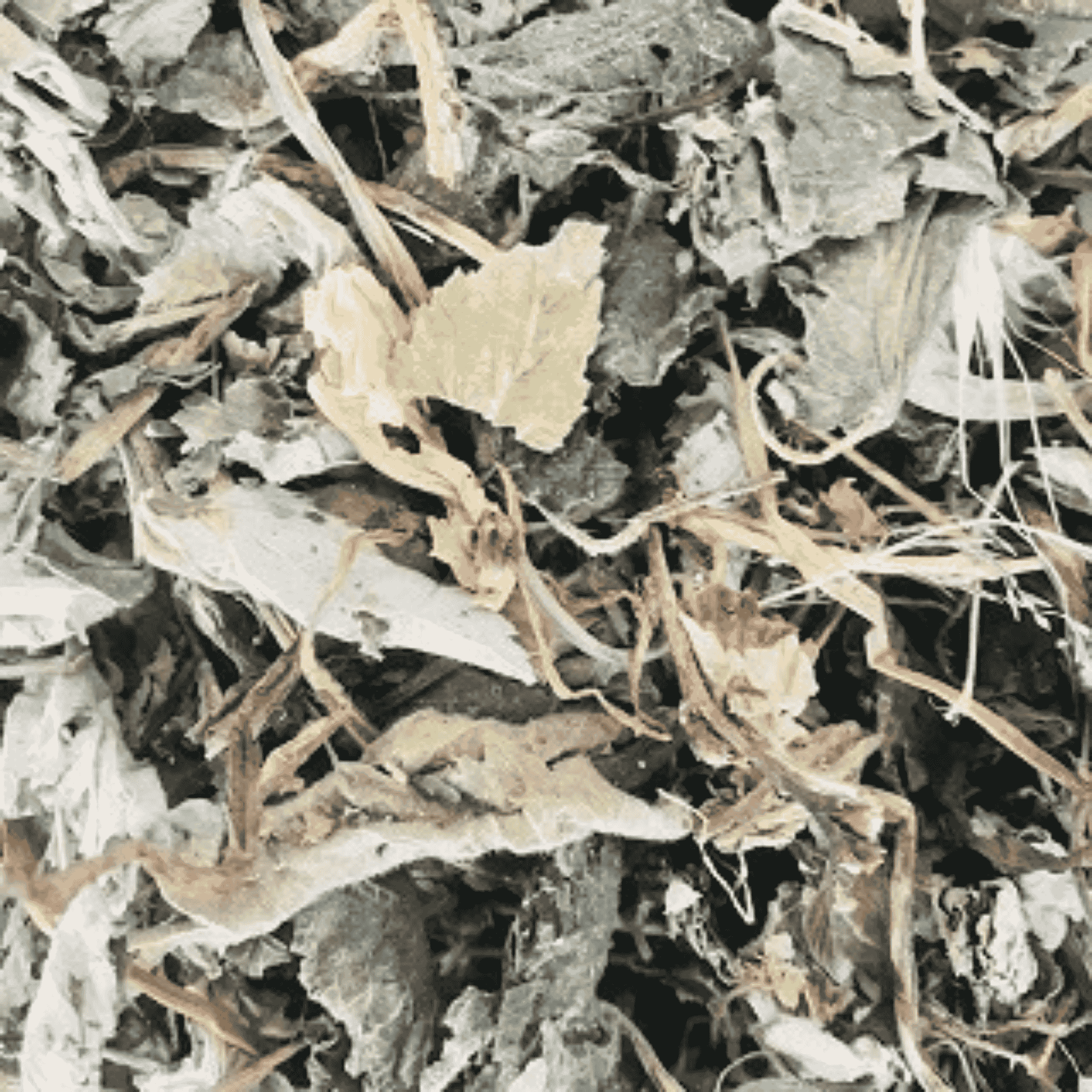 Leaf Mix Blend - Twigs & Burrows