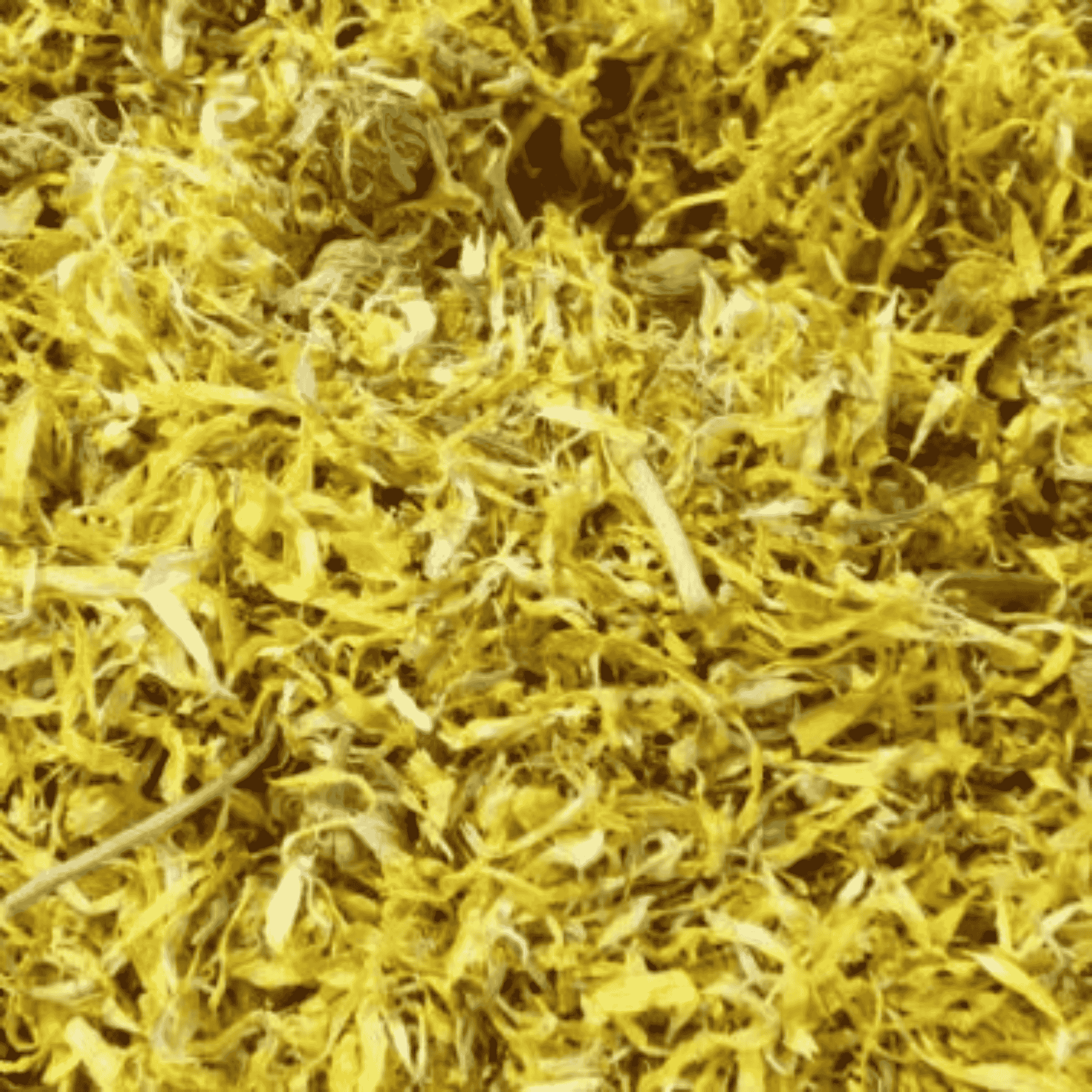 Marigold Flowers - Twigs & Burrows