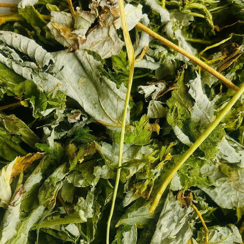 Raspberry Leaves - Twigs & Burrows