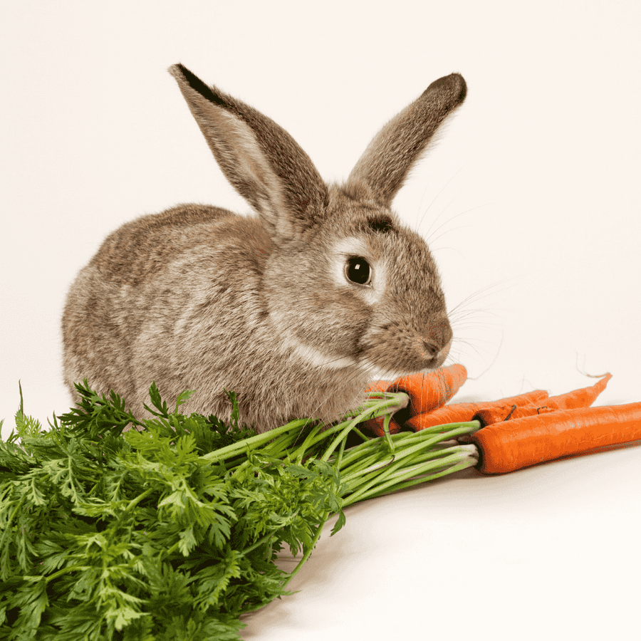 What Vegetables Can Rabbits Eat? | Twigs & Burrows