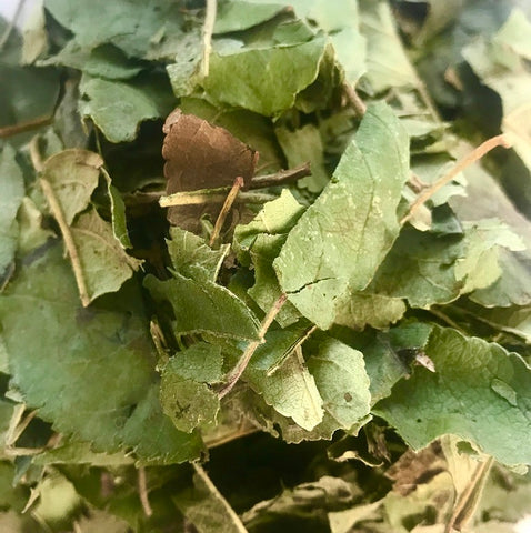 Dried apple leaves are a foraging treat for rabbits and guinea pigs