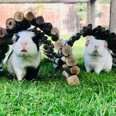 dandelion leaves for guinea pigs