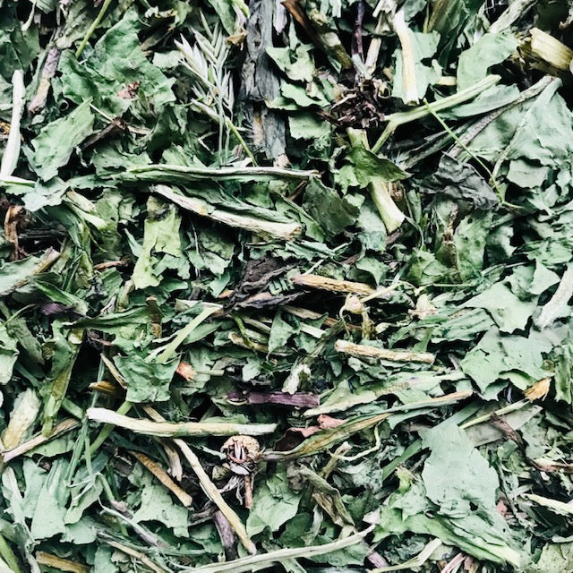 Dandelion Leaves