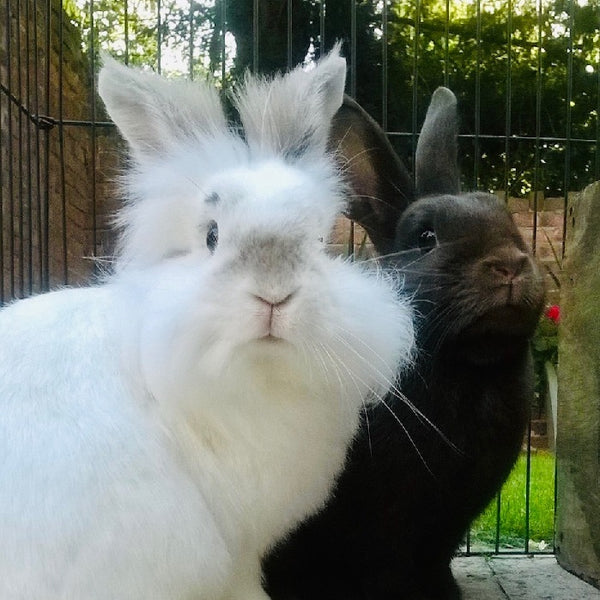 Two healthy rabbits in garden, a fluffy white one and one with brown fur