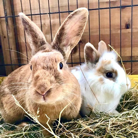 Plantain for outlet rabbits