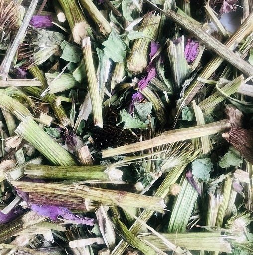 Echinacea - Twigs & Burrows
